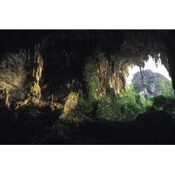 DVD/ À la découverte des grottes ornées de Bornéo